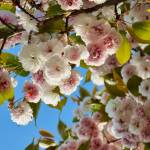 Nhóm thích mùa Hè Profile Picture