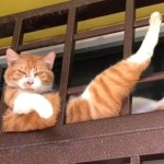 Vân Mây Profile Picture