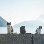 Nhóm tạo chiều mưa Profile Picture