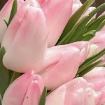 Mít Mít Profile Picture